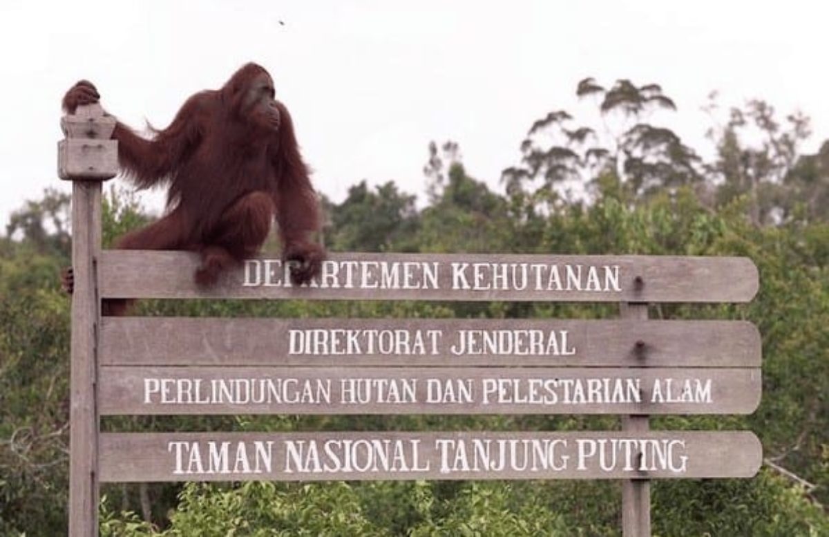 Keindahan 4 Taman Nasional Kalimantan Tengah - Destinasi Pariwisata Indonesia Terpopuler